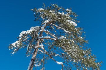 Kiefer mit Schnee