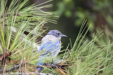 California Scrub jay (Aphelocoma californica)