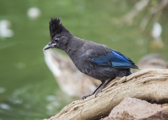 Steller's Jay (Cyanocitta stelleri)