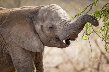 Elephant in Kruger Park