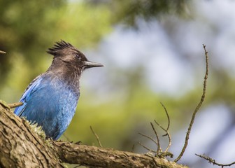 Steller's Jay (Cyanocitta stelleri)
