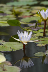 Waterlily on a lake. Water lilies are are family of aquatic flowering plants, called nymphaeaceae.