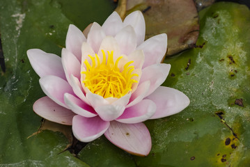 Waterlily on a lake. Water lilies are are family of aquatic flowering plants, called nymphaeaceae.