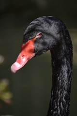 Black swans in lake