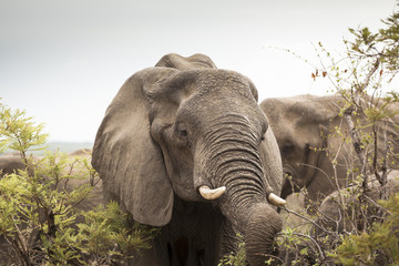 Fototapeta na wymiar Elephants in Kruger Park