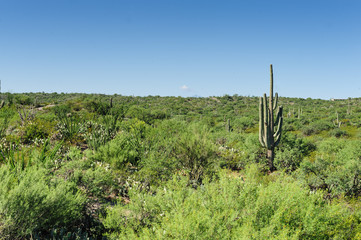 Giant Saguaro in Southern Arizon