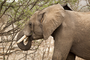 Elephants in Kruger Park