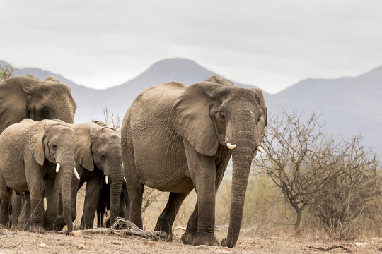 Elephants in Kruger Park