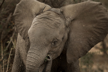 Naklejka premium Elephants in Kruger Park