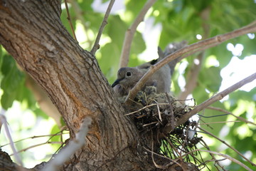 Bird in nest