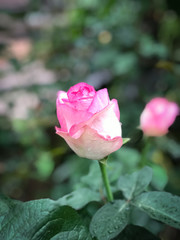Pink rose