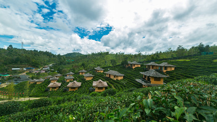 Thailand tea plant landscape