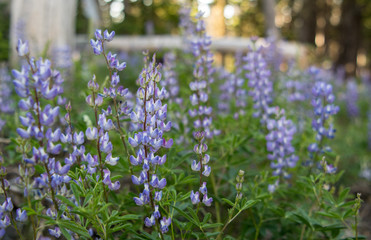 Sunlight Shines on Purple Lupine in Center