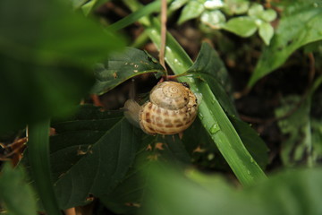Snail seeking food