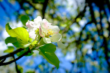 Obraz premium Blossom of an Apple Flower