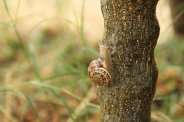 Snail climbing a tree