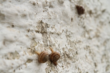Snails on a wall