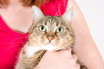 portrait of cat in woman arms with pink shirt