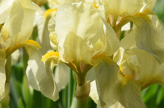 Iris jaune au jardin