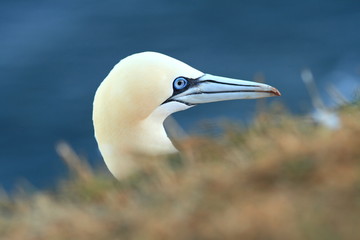 Morus bassanus. Helgoland. Photographed in the North Sea. The wild nature of the North Sea. Bird on the Rock. Northern Gannet. The North Sea. 
