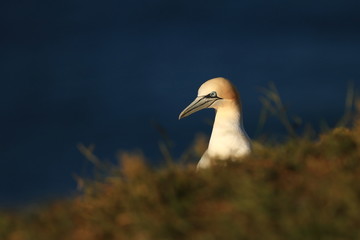 Morus bassanus. Helgoland. Photographed in the North Sea. The wild nature of the North Sea. Bird on the Rock. Northern Gannet. The North Sea. 