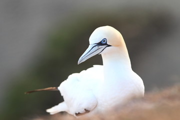 Morus bassanus. Helgoland. Photographed in the North Sea. The wild nature of the North Sea. Bird on the Rock. Northern Gannet. The North Sea. 