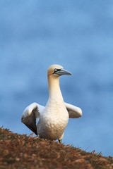 Morus bassanus. Helgoland. Photographed in the North Sea. The wild nature of the North Sea. Bird on the Rock. Northern Gannet. The North Sea. 