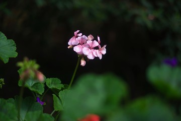 Pink Floral Plants