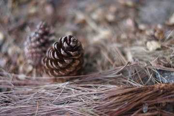 Seasonal Pine Cone