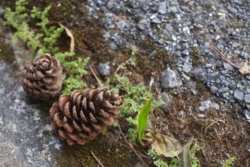 Pine Cone 
