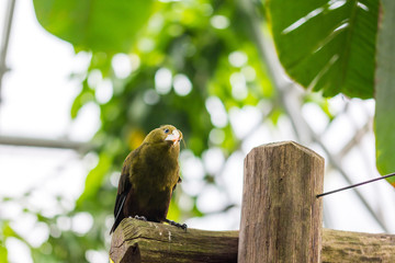 Psarocolius viridis green tropic bird is sitting on the wood desk, tropical forest, green leafs in bacground