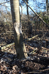 Biber Schäden am Baum