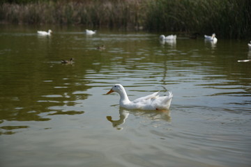 Ducks in lake