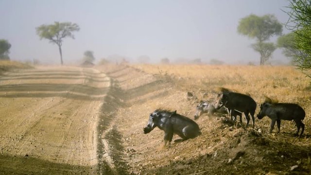 Warthogs crossing the orad in slow motion