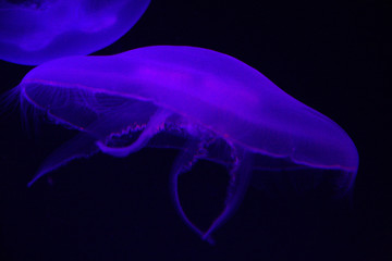 Jellyfish in the tank