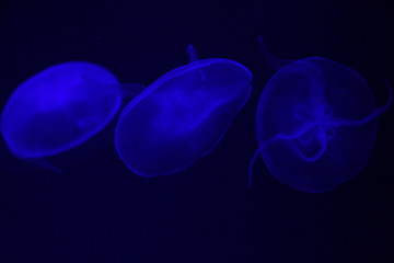 Jellyfish in the aquarium