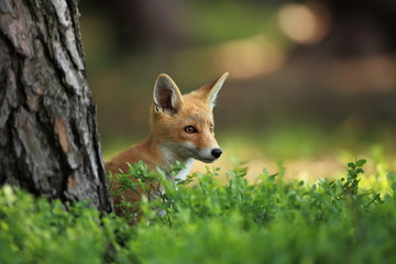 Naklejka na ściany i meble Vulpes vulpes. The animal is widespread throughout Europe. The wild nature of Europe. Autumn colors in the photo. Beautiful photo. Fox and orchid. Nature Czech.