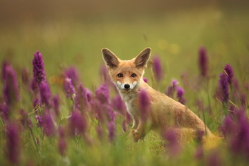 Vulpes vulpes. The animal is widespread throughout Europe. The wild nature of Europe. Autumn colors in the photo. Beautiful photo. Fox and orchid. Nature Czech.