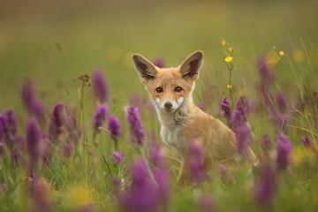 Vulpes vulpes. The animal is widespread throughout Europe. The wild nature of Europe. Autumn colors in the photo. Beautiful photo. Fox and orchid. Nature Czech.
