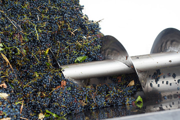 grape processing with a machine