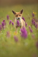 Vulpes vulpes. The animal is widespread throughout Europe. The wild nature of Europe. Autumn colors in the photo. Beautiful photo. Fox and orchid. Nature Czech.
