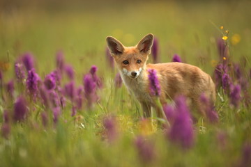 Vulpes vulpes. The animal is widespread throughout Europe. The wild nature of Europe. Autumn colors in the photo. Beautiful photo. Fox and orchid. Nature Czech.