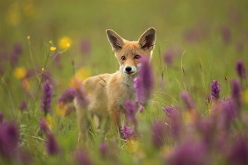 Vulpes vulpes. The animal is widespread throughout Europe. The wild nature of Europe. Autumn colors in the photo. Beautiful photo. Fox and orchid. Nature Czech.
