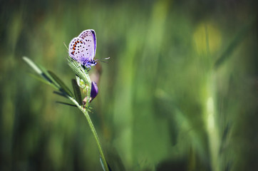 Macro shot of a butterfly