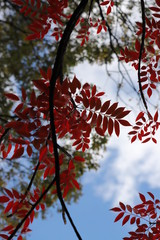 紅葉