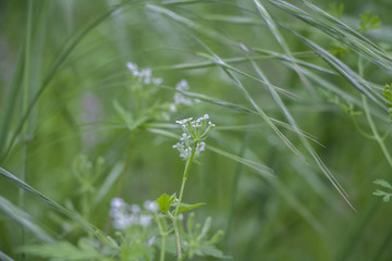 Closeup of green grass