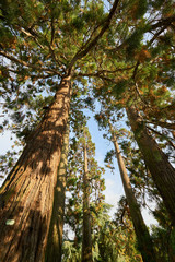 Giant sequoia tree, Thabor Park,  rennes city