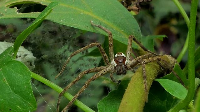 Spider with larvae spiders on web in tropical rain forest, 4K.