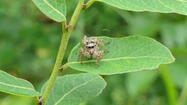Spider Hyllus (Jumping spider) on leaves in tropical rain forest.