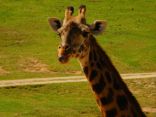 giraffe licking face
